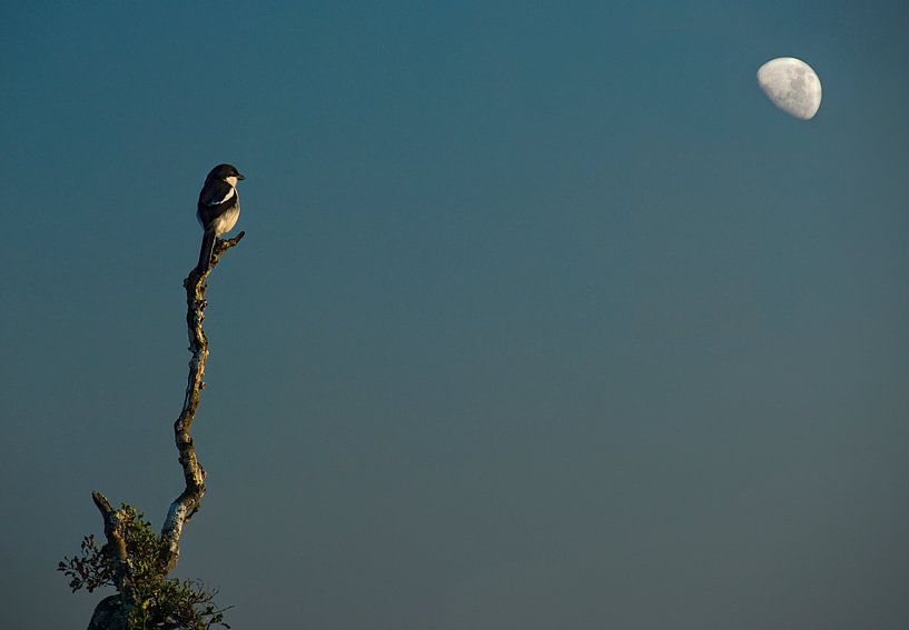 Kleiner Vogel im Mondlicht von Marcel van Balken