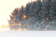 Sonnenaufgang im Winter Nebelwald von Tanja Riedel Miniaturansicht