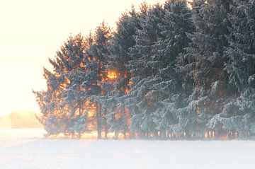 Zonsopgang in de winter nevelwoud van Tanja Riedel