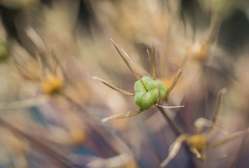 Bruintinten Macro foto par Johan Slagers