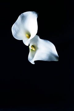 Witte kelk | Bloem zwart flora en fauna | natuur fotografie  | foto print by Doris van Meggelen