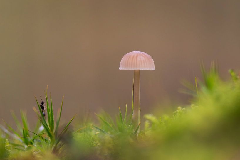 Champignon dans les bois par Mireille Breen