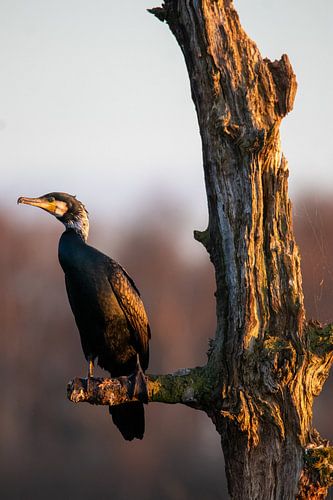 Kormoran bei Sonnenuntergang