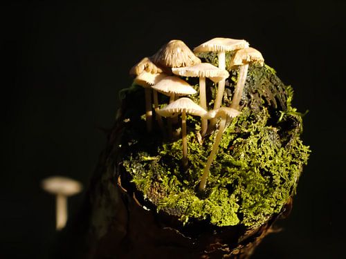 Pilze auf einem Baumstamm von Laura Pickert