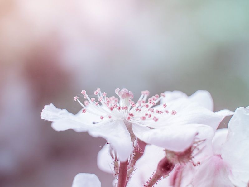 Weiß-rosa Blütenblüte in Nahaufnahme Makro von Art By Dominic