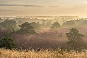 Sonnenaufgang über den Hügeln von Brunssummerheide von John van de Gazelle fotografie