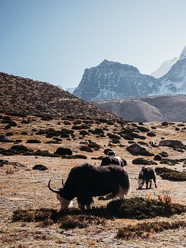 Jaks in het bergenlandschap van Nepal van Dayenne van Peperstraten