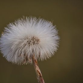 Macro foto natuur van Sharona de Wolf