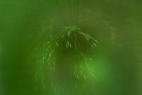 Nature, multiple exposure