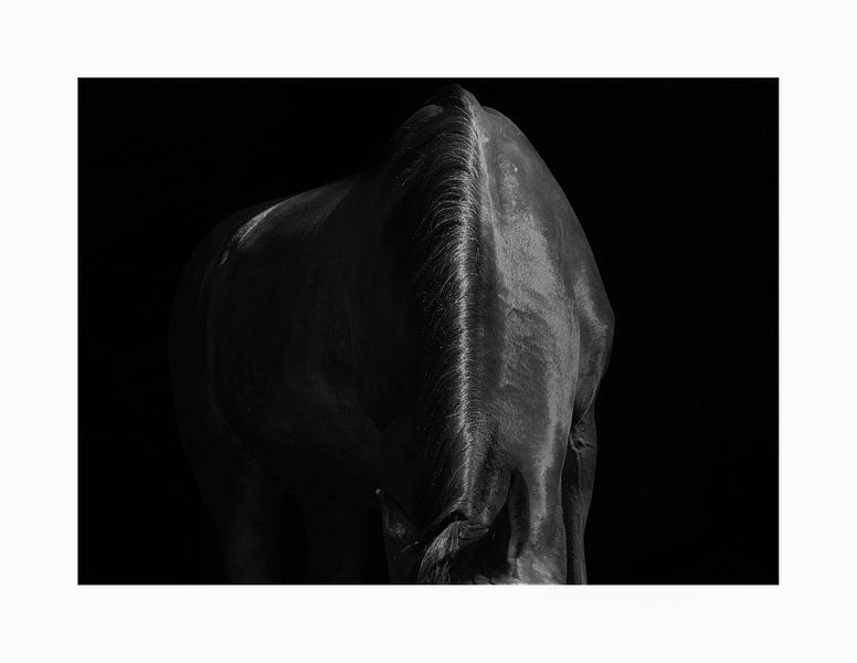 Mane by Dmm Fotografie