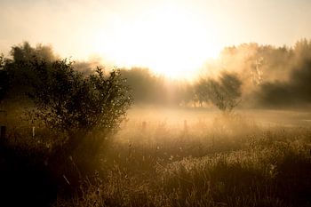 Des rayons de soleil dorés