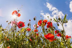 Les ragots du coquelicot sur une prairie fleurie au printemps sur Werner Dieterich