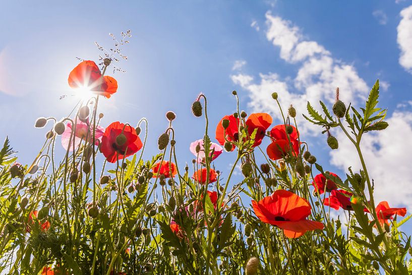 Papaver rhoeas on a flower meadow in spring by Werner Dieterich