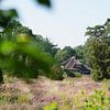 Heide & de pracht van de Nederlandse Architectuur & natuur van Surreal Media