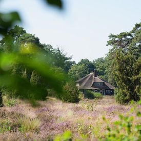Heidekraut & die Pracht der niederländischen Architektur & Natur von Surreal Media