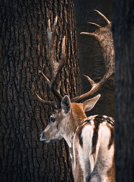 A fallow deer stands between two trees by Edith Albuschat