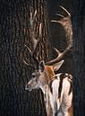 Ein Hirsch steht zwischen zwei Bäumen von Edith Albuschat Miniaturansicht