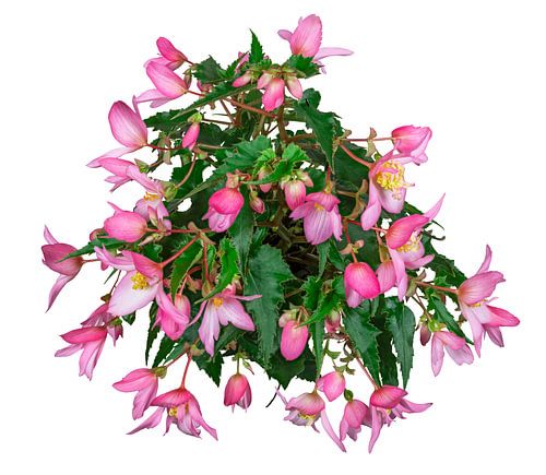 Roze bloeiende begonia op witte achtergrond