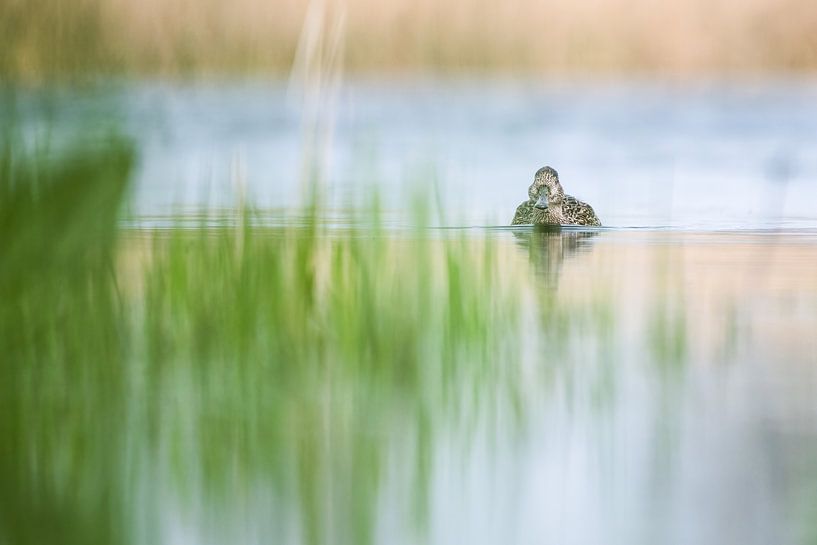 Gadwall by Christien van der Veen Fotografie