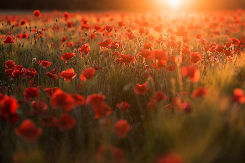 Mohnblumen - Märchenhaftes