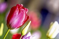 Tulp