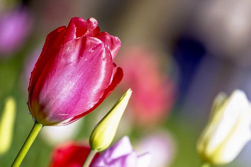 Tulp