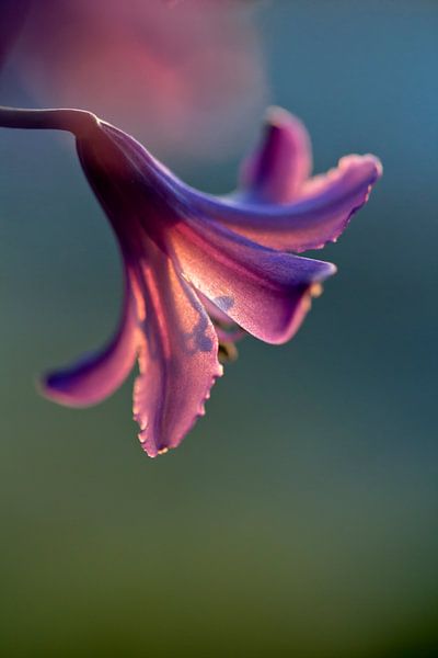 Chuchotement de lumière par Mokikiphoto