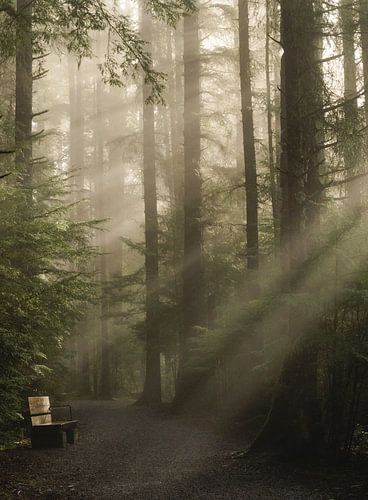 Komorebi 木漏れ日