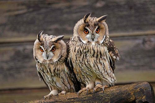 Long-eared owls blow out into the wind