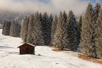 Hölzerne Bergscheune im Winterlicht - Rast unter den Tannen