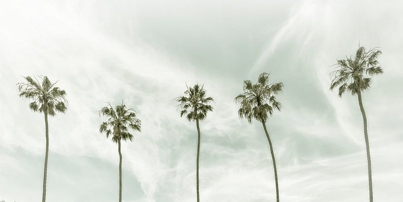 Vintage palmidylle | Panorama van Melanie Viola