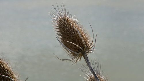 Zeddam -- Montferland