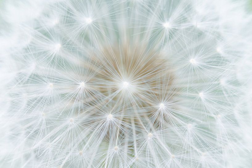 Dandelion by Marlen Rasche