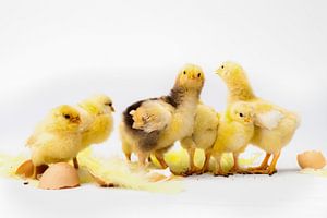 Kleine Kippen samen staan, eiren van Dina van Vlimmeren