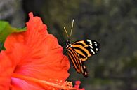 Kleurrijke vlinder van Nikkie Fotografie thumbnail