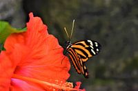 Bunter Schmetterling