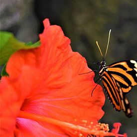 Kleurrijke vlinder van Nikkie Fotografie