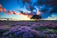 Sunset on the moor