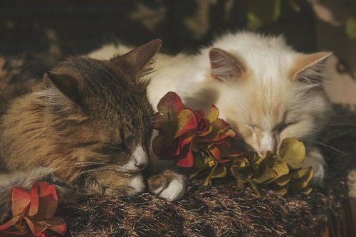 Autumn cats