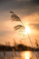Riet in het licht