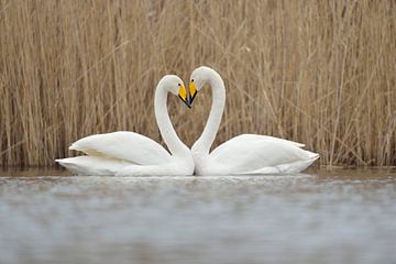 Whooper Swans ( Cygnus cygnus ), couple displaying, forming a love heart van wunderbare Erde