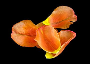 Petals of a tulip van Leopold Brix