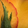 Ein Stück Rose von Marjolijn van den Berg