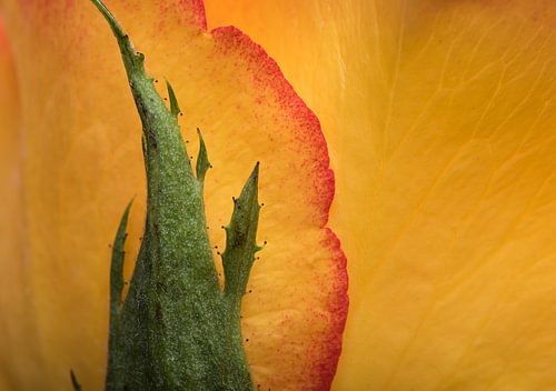 Eyecatcher: Een stukje roos