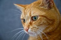 Red cat