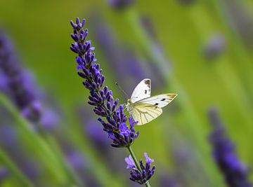 Macro van een koolwitjevlinder op een lavendelbloem