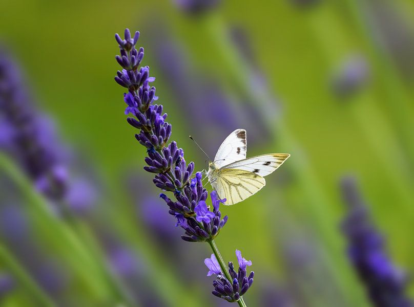 Makro von einem Kohlweißling Schmetterling auf einer Lavendel Blume von ManfredFotos
