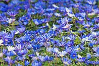 Bright and Blue