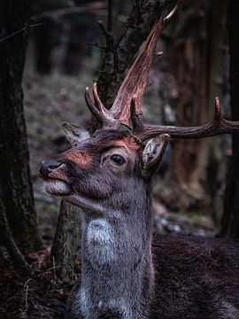 Portrait of a fallow deer, Amsterdam Water Supply Dunes by Roos Maryne - Natuur fotografie