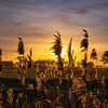 Coucher de soleil avec des herbes et des céréales sur Miranda Heemskerk